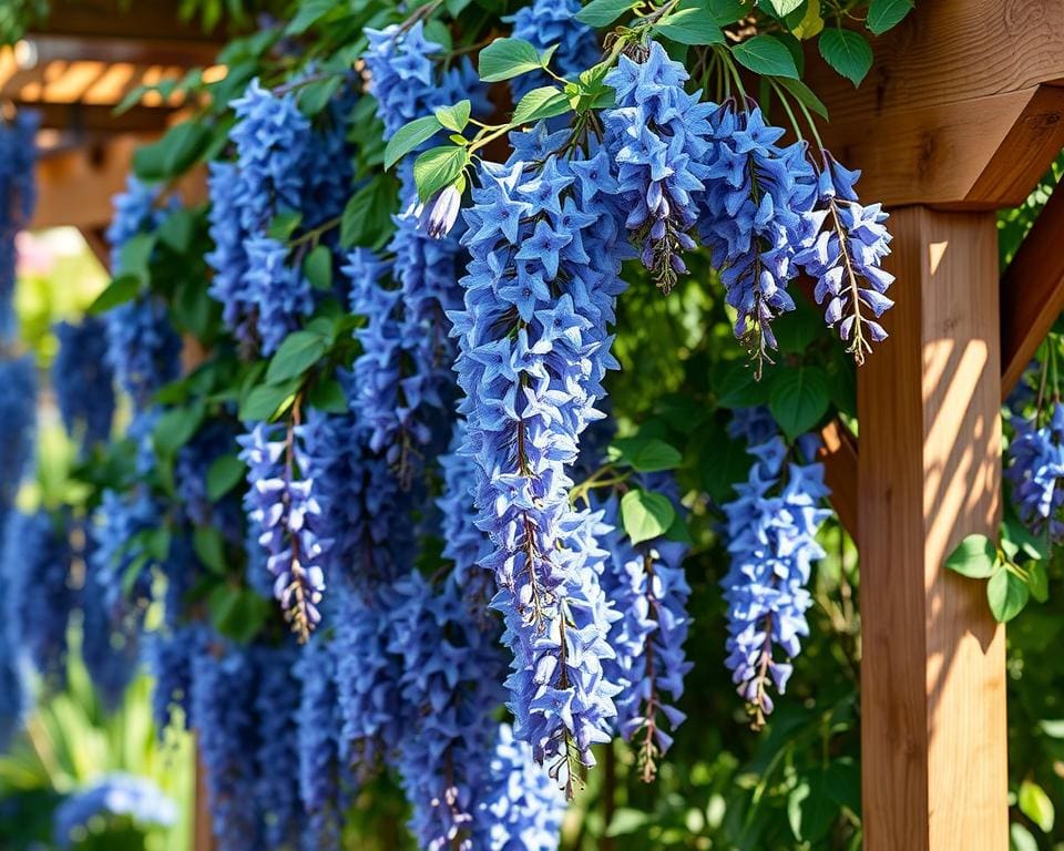 Wat maakt de blauwe regen een populaire klimplant?