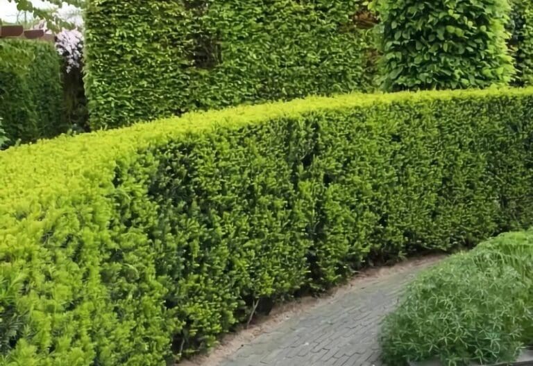 Haagplanten Kopen: De Ultieme Gids voor de Perfecte Haag